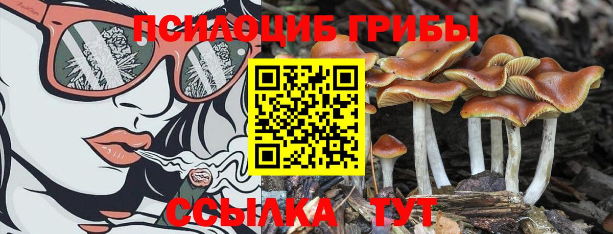 Чебоксары  Галлюциногенные грибы Magic Shrooms  где купить   Вход с VPN 
